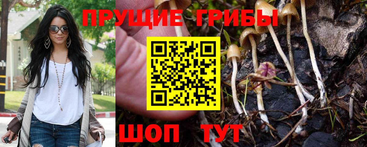 Галлюциногенные грибы Psilocybe  Гурьевск 